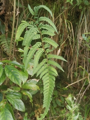 Dryopteris varia