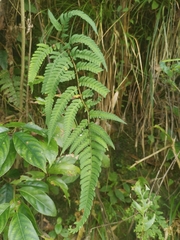 Dryopteris varia