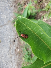 Tetraopes tetrophthalmus