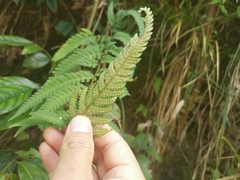 Dryopteris varia