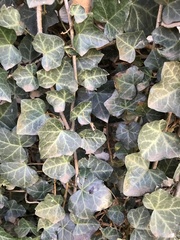 Hedera helix