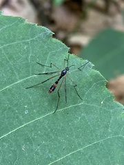 Ptychoptera quadrifasciata