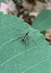 Ptychoptera quadrifasciata