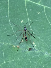 Ptychoptera quadrifasciata