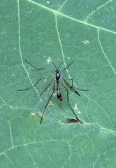 Ptychoptera quadrifasciata
