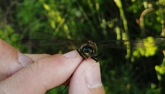 Somatochlora exuberata