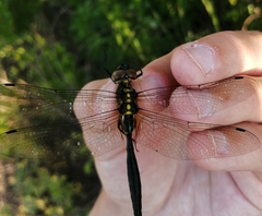Somatochlora exuberata