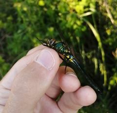 Somatochlora exuberata