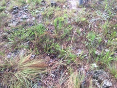 Polygonum dentoceras