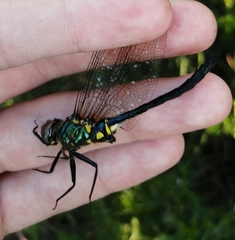 Somatochlora exuberata