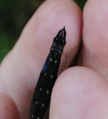 Somatochlora exuberata