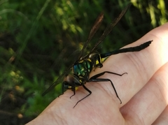 Somatochlora exuberata