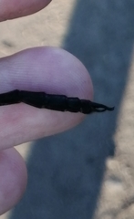 Somatochlora exuberata