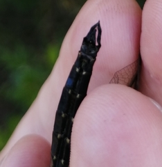 Somatochlora exuberata