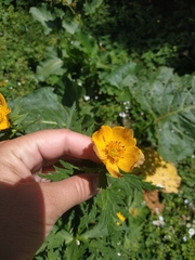 Trollius ranunculinus