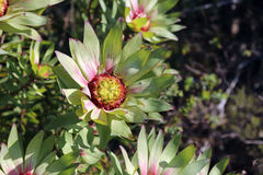 Leucadendron orientale