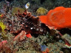 Scorpaena sumptuosa
