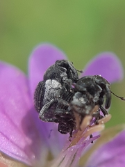 Zacladus