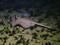 Trygonoptera personata