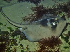 Trygonoptera personata