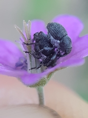 Zacladus
