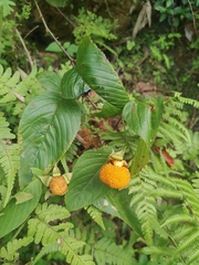Rubus sumatranus