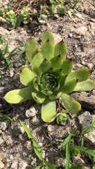 Sempervivum tectorum