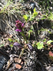 Dactylorhiza maculata maculata