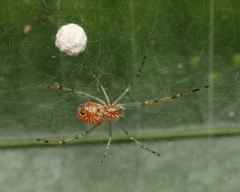 Theridion zonulatum