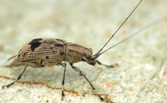 Apolecta