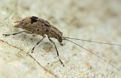 Apolecta