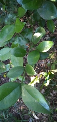 Buxus natalensis