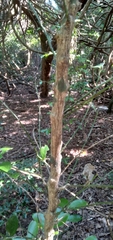 Buxus natalensis