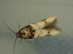 Walshia miscecolorella