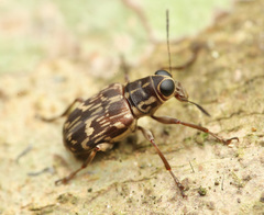 Acorynus