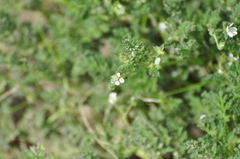 Erodium lebelii