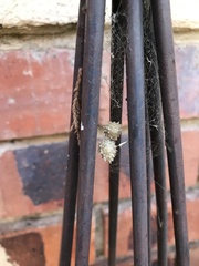 Latrodectus geometricus
