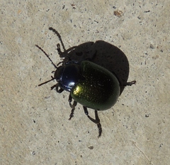 Chrysolina auripennis