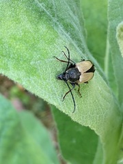 Trigonarthris subpubescens