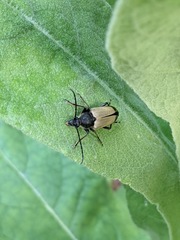 Trigonarthris subpubescens