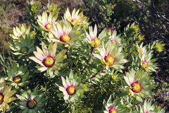 Leucadendron orientale