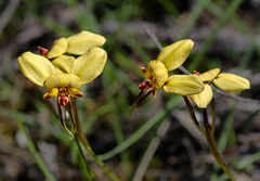 Diuris hazeliae
