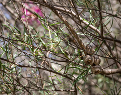 Melaleuca fulgens