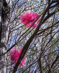 Melaleuca fulgens