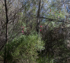 Melaleuca fulgens