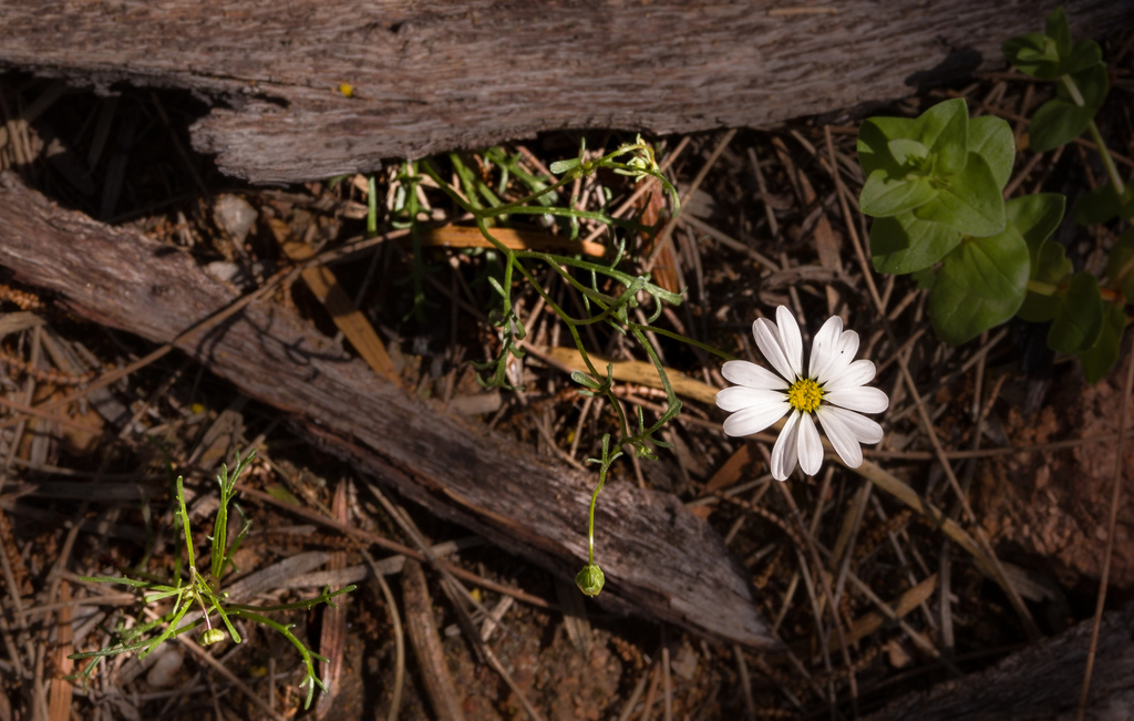 Brachyscome pusilla