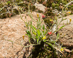 Goodenia trinervis
