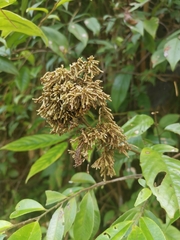 Maesa japonica