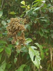 Maesa japonica