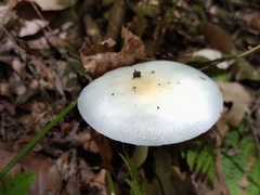 Amanita russuloides